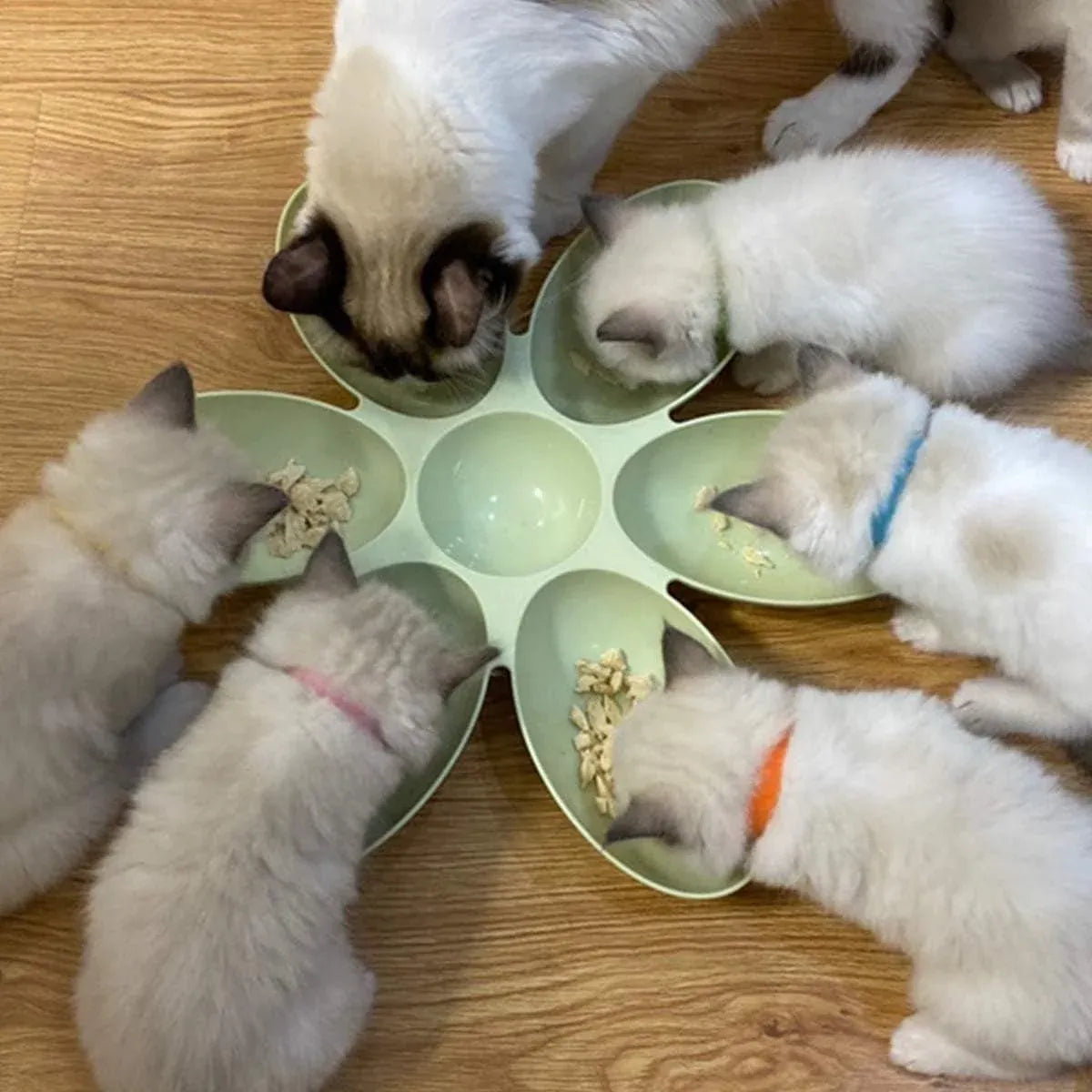 Multi Cat Feeding Bowl Petal Design Kitten Milk Bowl Puppy Dog Food Water Dish - Green